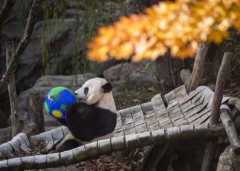 Xi Hints US Will Receive Another Dose of ‘Panda Diplomacy’: Will the Tradition Live On?