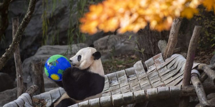 Xi Hints US Will Receive Another Dose of ‘Panda Diplomacy’: Will the Tradition Live On?