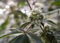 “DC Cannabis Charges Resolved: Biden Expands 2022 Clemency